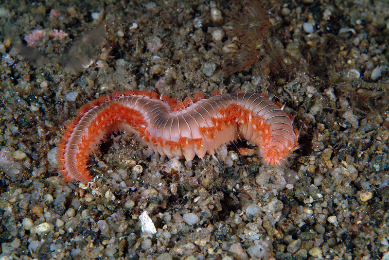 Hermodice carunculata